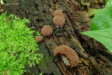 zlepniczek walcowaty 3