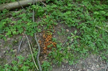 Zyndranowa Lipowiec