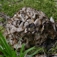 P2900902