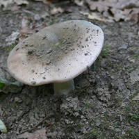 P2900928
