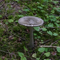 P2900990