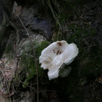 P2910009