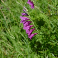P2900931