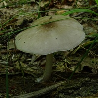 drobnołuszczak gb1