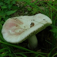 gołąbek gb 7
