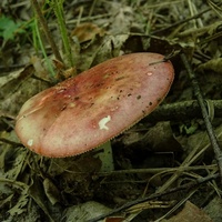 gołąbek ładny 1