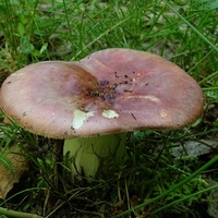 gołąbek ładny 2