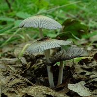 czernidłak 1