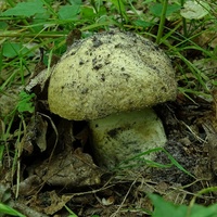 piaskowiec modrzak 1