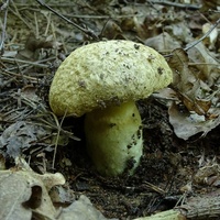 piaskowiec modrzak 2