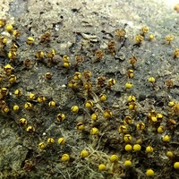xx śluzowiec Physarum vir3