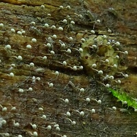 xx śluzowiec Physarum1