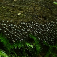 xx śluzowiec Physarum2