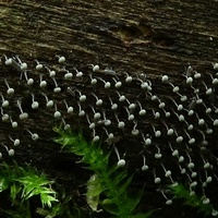 xx śluzowiec Physarum3