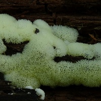 xx śluzek kanalikowaty 1