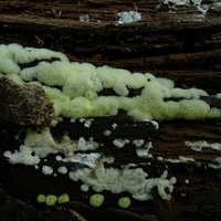 xx śluzek kanalikowaty 2