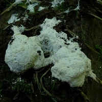 xx wykwit bielejący