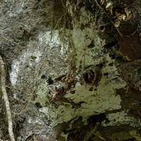 zmiennoporek krwawiący rd1