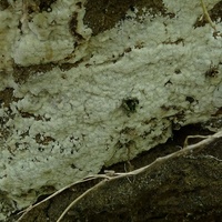 zmiennoporek krwawiący rd4