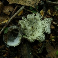 Hypomyces stephanomatis tm4