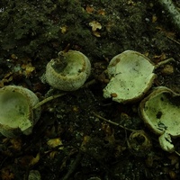 Hypomyces stephanomatis tm5