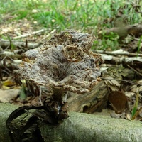 Hypomyces tremellicola bo1