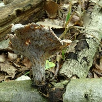 Hypomyces tremellicola bo2