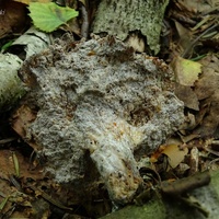 Hypomyces tremellicola bo3