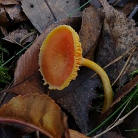 wilgotnica purpurowa wr3