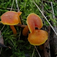 wilgotnica purpurowa wr4