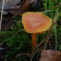 wilgotnica purpurowa wr5