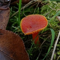 wilgotnica purpurowa wr6