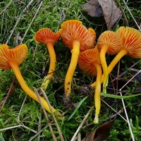 wilgotnica purpurowa wr8