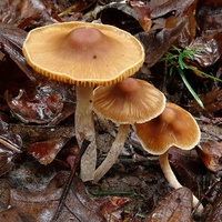 Cortinarius pulverobtusus bj1