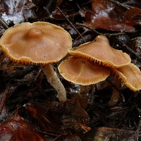 Cortinarius pulverobtusus bj5