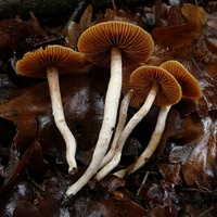 Cortinarius pulverobtusus bj6