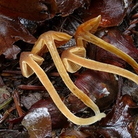 Cortinarius pulverobtusus bj7