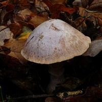 zasłonak brodaty q2