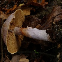 zasłonak brodaty q3