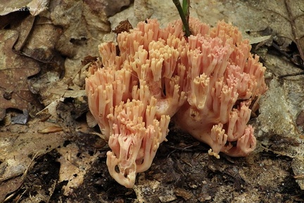 koralówka łososioworóżowa gx3