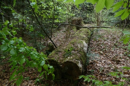 14.05.2023 las między Mszaną a Ropianką rozpostarty Phellinus sp. z jodły4 siedlisko