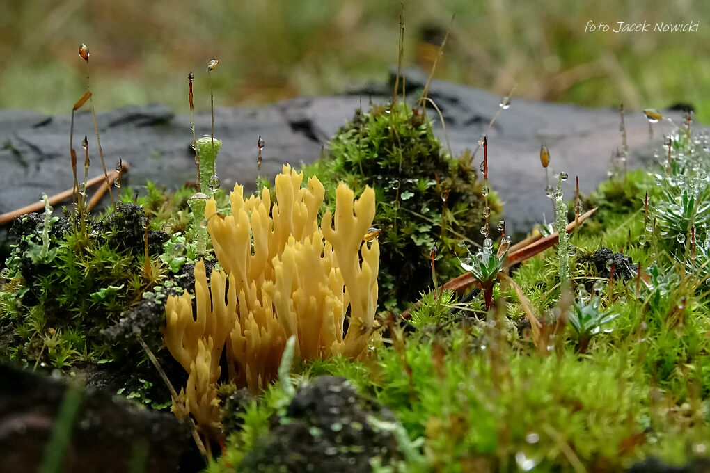 Ramaria myceliosa rdz2.jpg