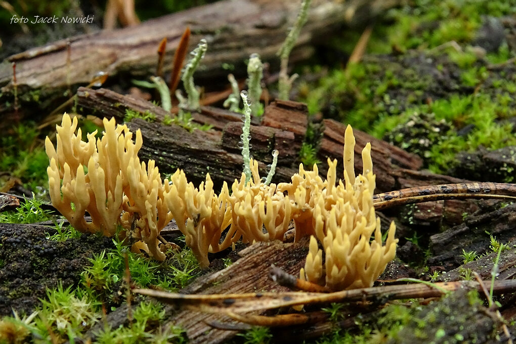 Ramaria myceliosa rdz5