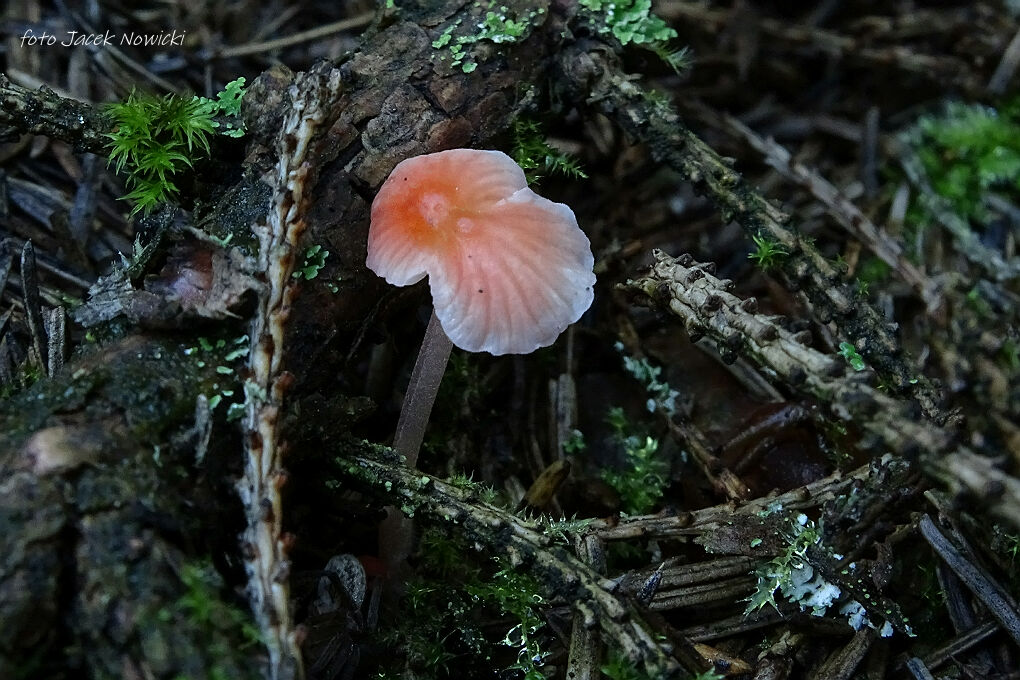 grzybówka pomarańczowoczerwona bg4.jpg