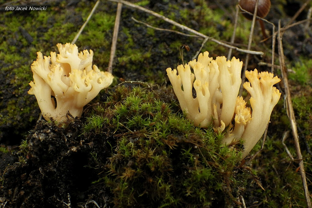 Ramaria myceliosa rz3.jpg
