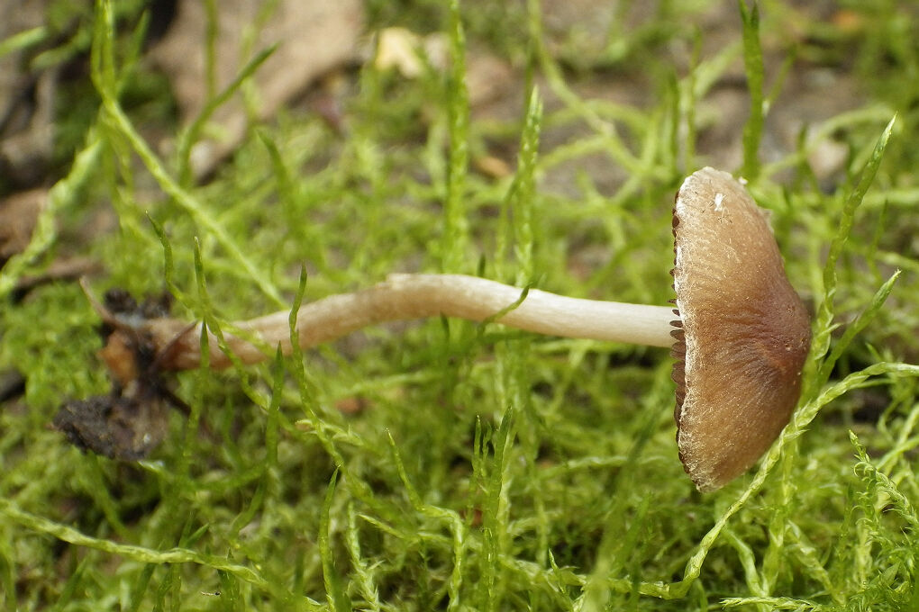 Psathyrella rubiginosa1.jpg
