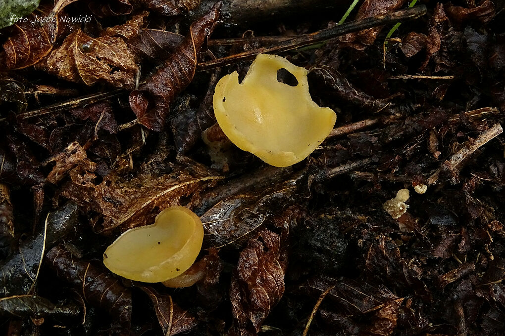 Sowerbyella radiculata bg1.jpg