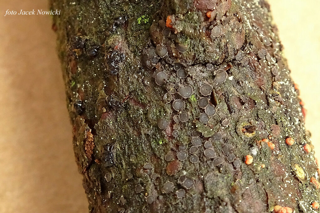Grovesiella abieticola bj2