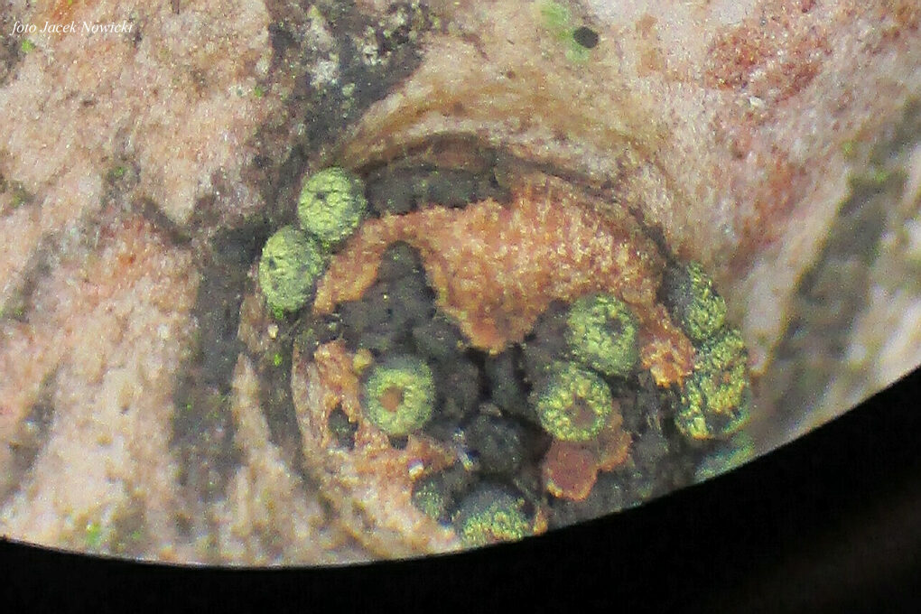 Thyronectria abieticola bj8.jpg
