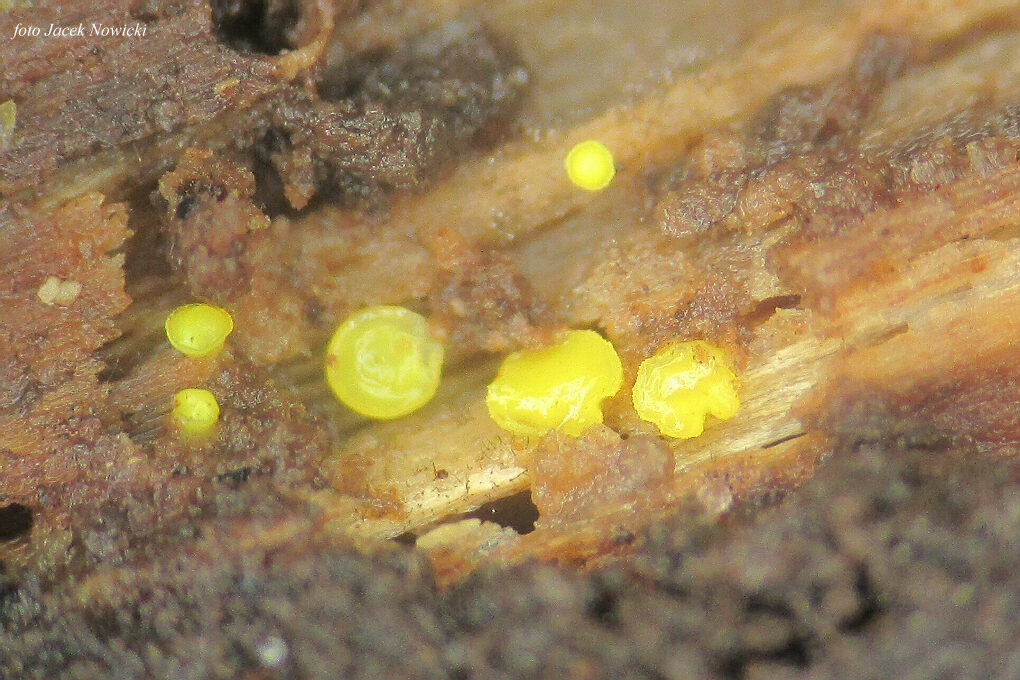 Dendrodochium citrinum gb5.jpg